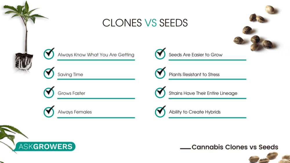 Growing Clones vs Seeds